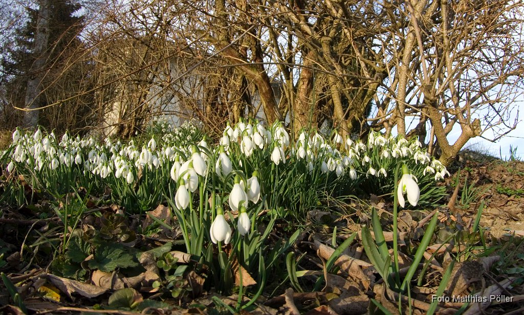 2014-02-26_Schneeglöckchen_12_ MP.jpg